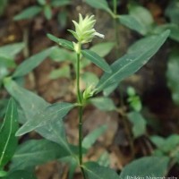 Rungia pectinata (L.) Nees